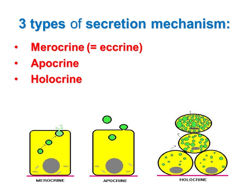 3 types of secretion mechanism: Merocrine (= eccrine) Apocrine Holocrine